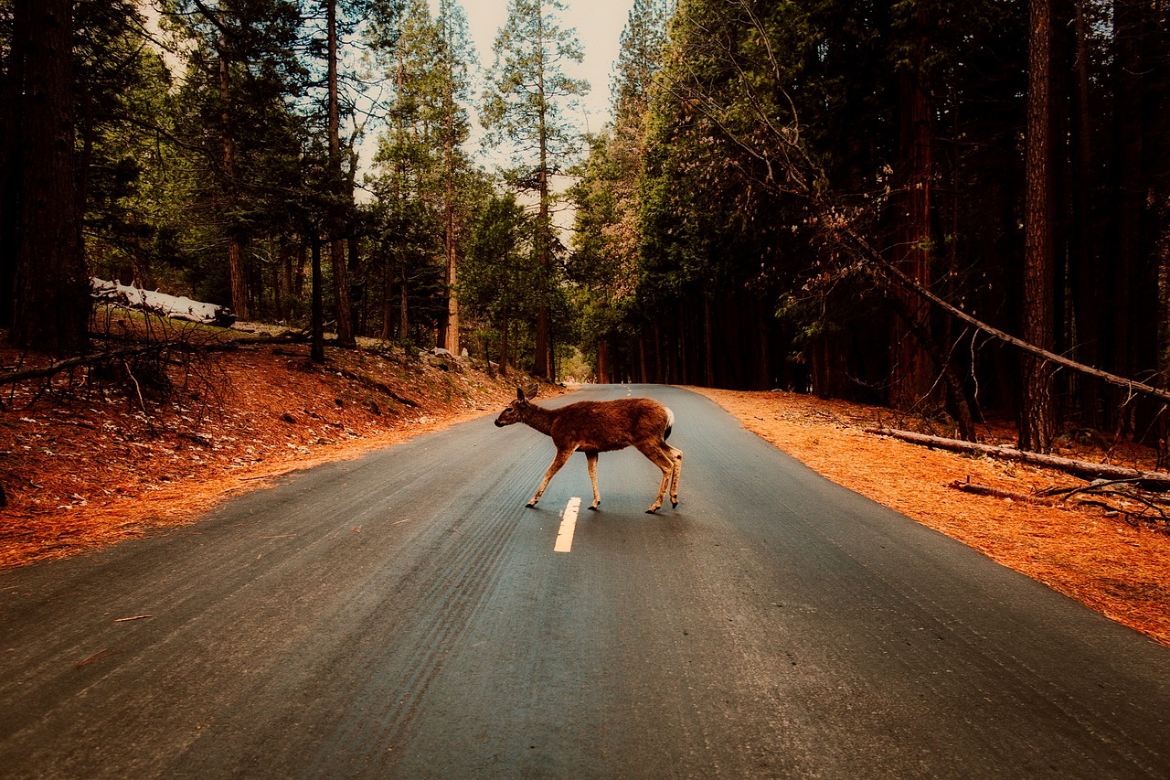 Motorcyclist Fatalities Involving Deer in Indiana: Trends & Claims