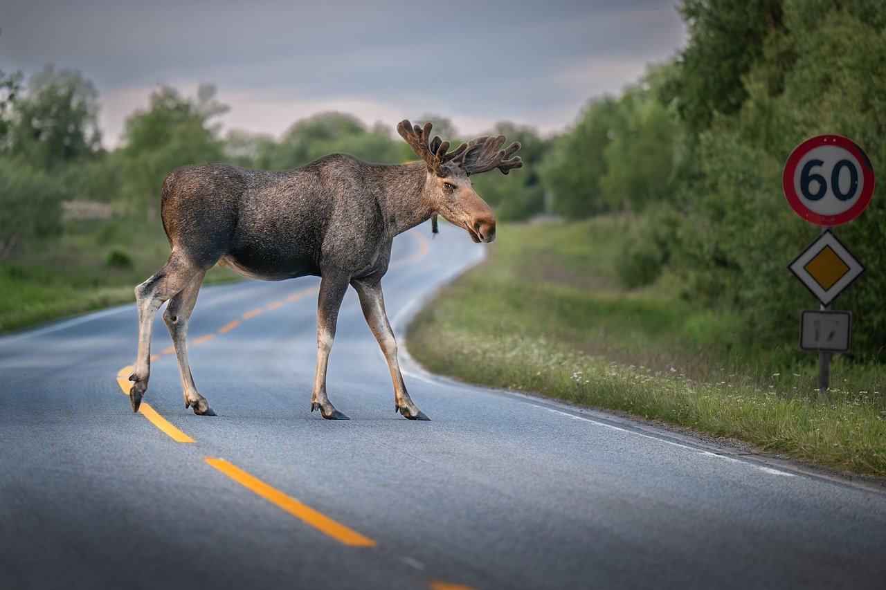 Oregon Elk-Vehicle Crashes: Prevention & Liability for Drivers
