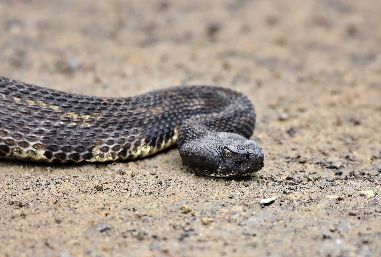 Wrongful Death from Wildlife Attacks (Rattlesnake) in Arizona