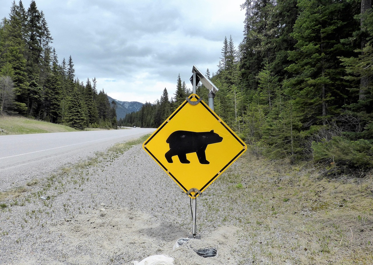 Bear-Related Vehicle Crashes in Maryland’s Catoctin Mountains