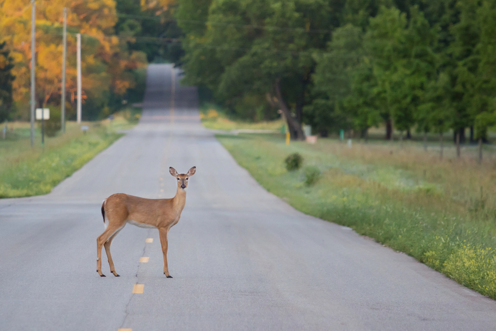 How Wildlife Migration Contributes to Highway Accidents in Montana and Wyoming