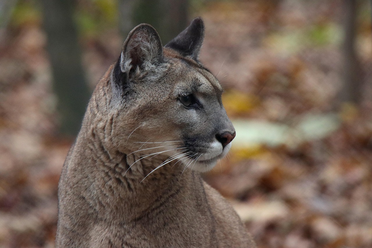 Cougar-Vehicle Collisions on Oregon Mountain Roads